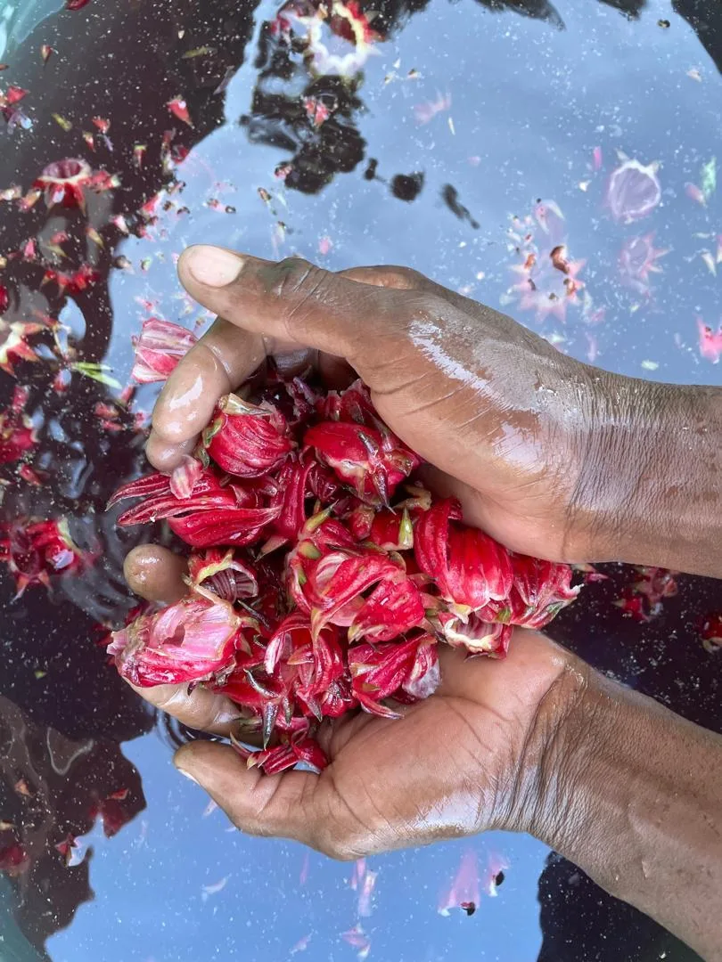 Rosella tea harvest