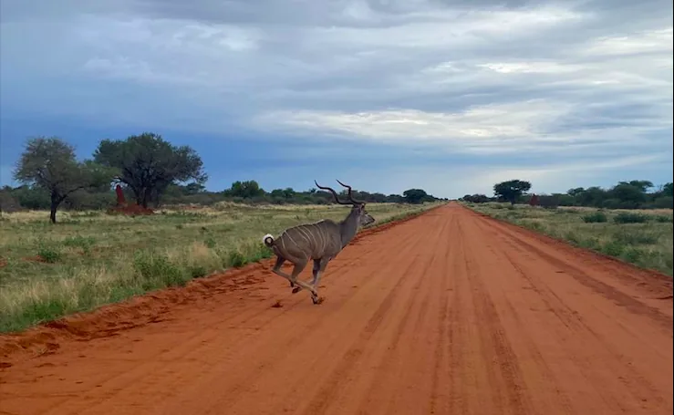 Kudu on Ombe
